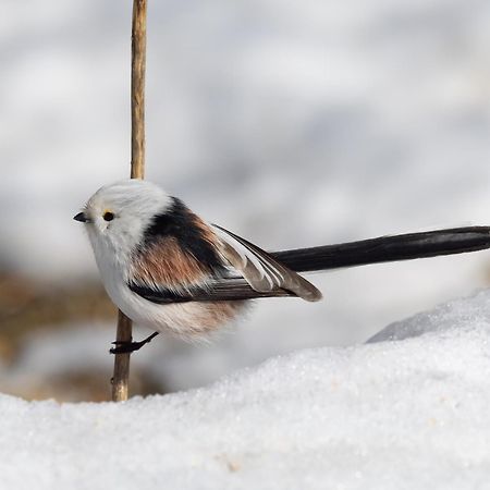 16 - Fulufjellets Nasjonalparker - Natur-, Dyre- Og Fugleopplevelser Ljørdal Buitenkant foto