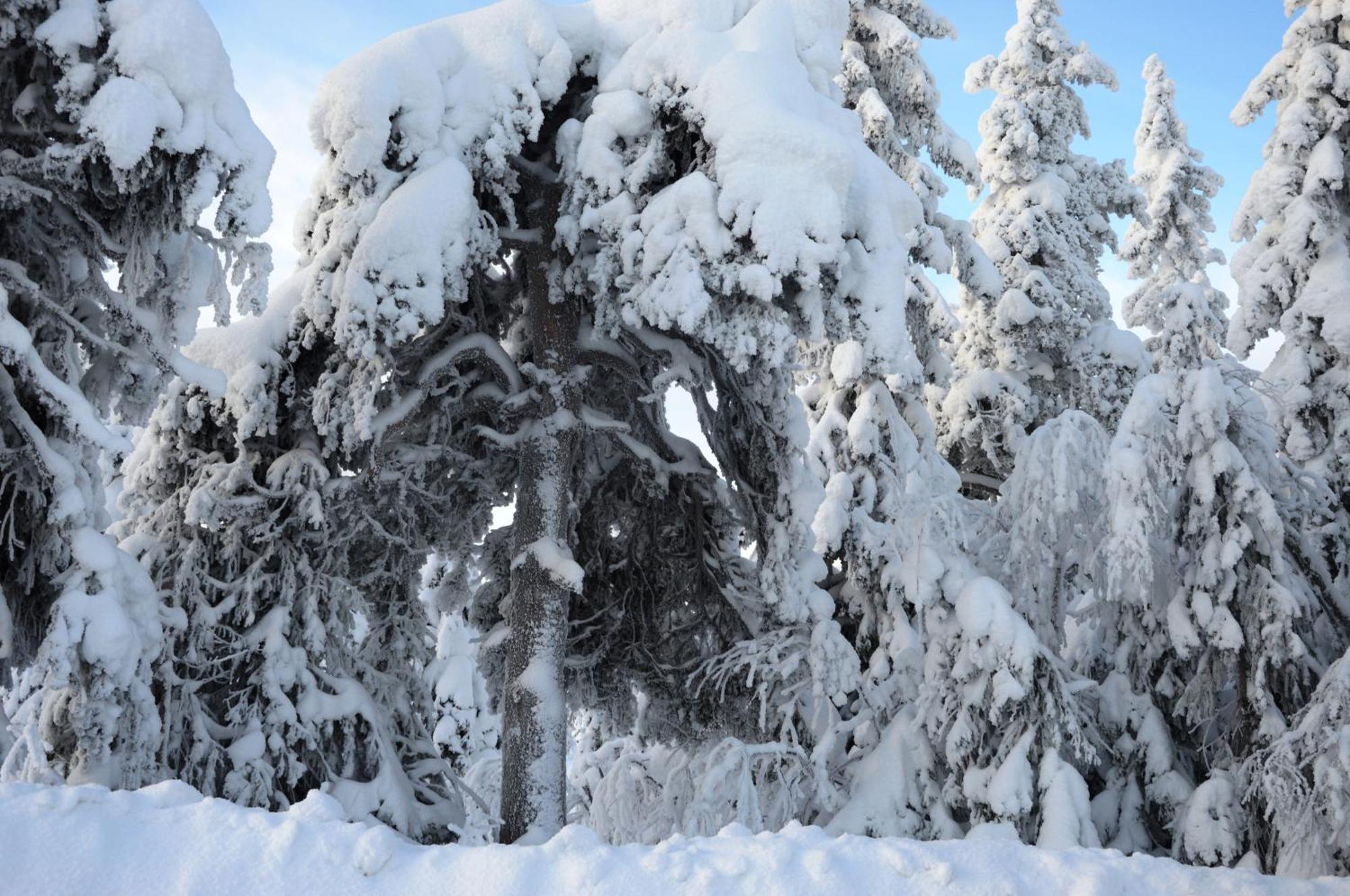 16 - Fulufjellets Nasjonalparker - Natur-, Dyre- Og Fugleopplevelser Ljørdal Buitenkant foto