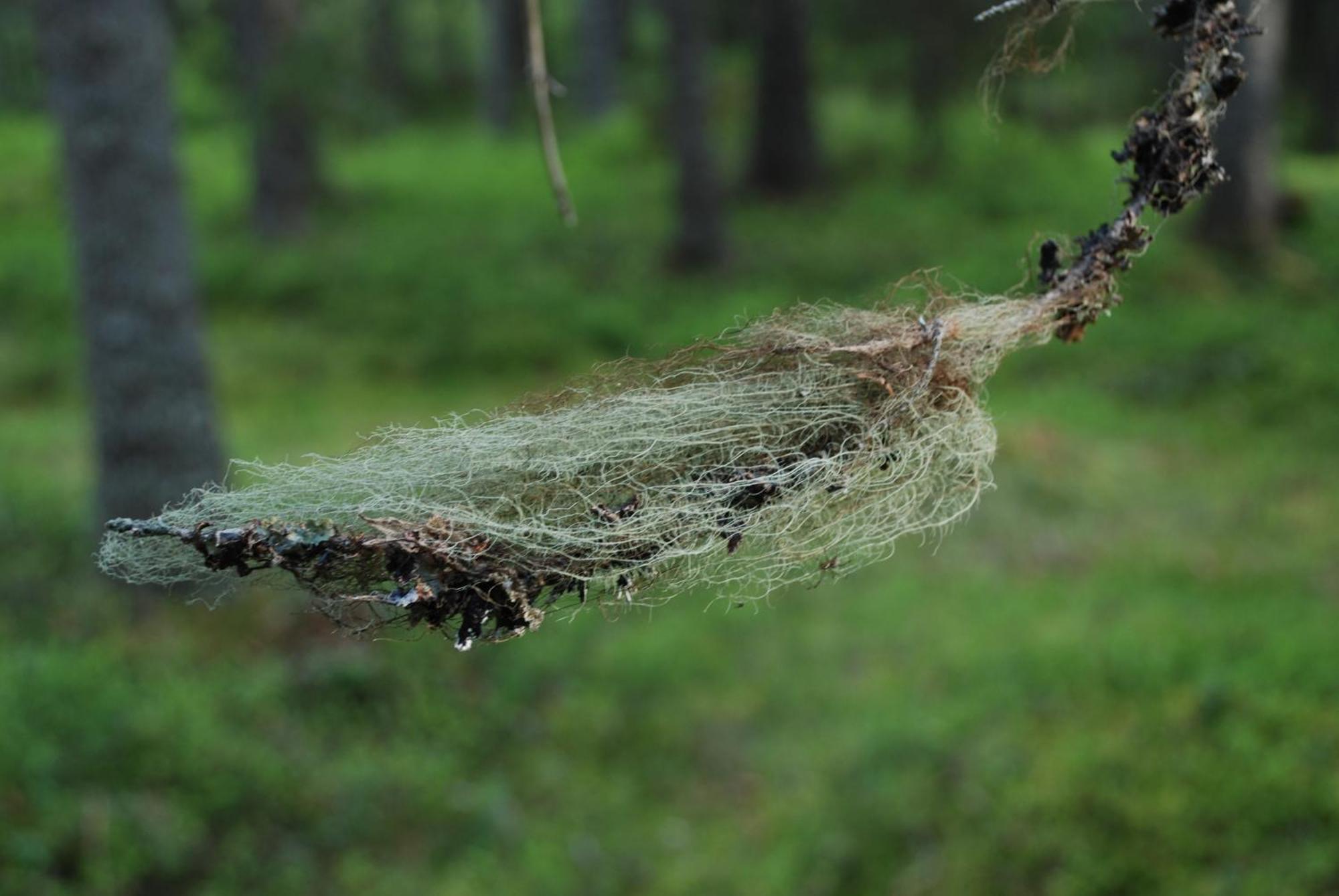 16 - Fulufjellets Nasjonalparker - Natur-, Dyre- Og Fugleopplevelser Ljørdal Buitenkant foto
