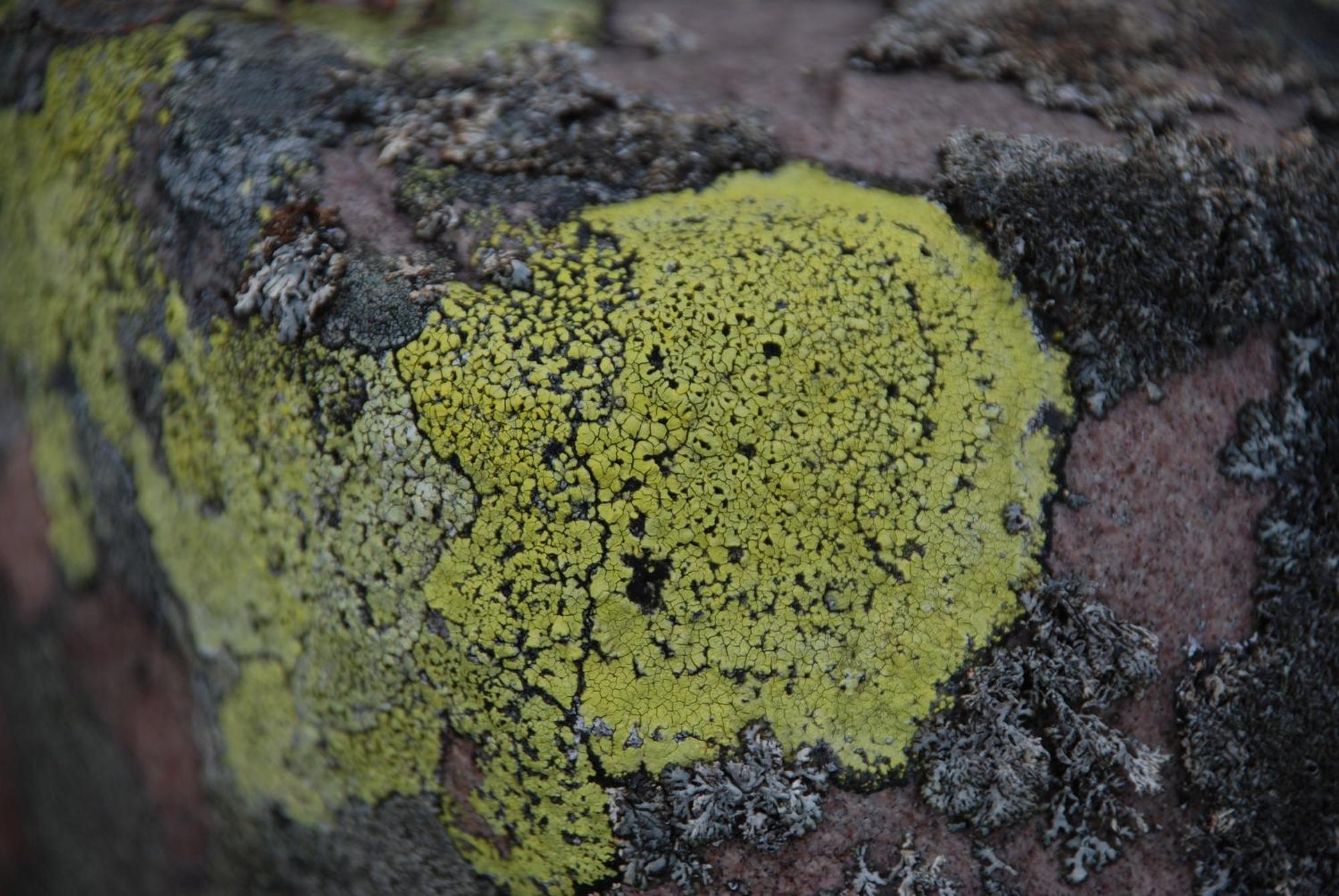 16 - Fulufjellets Nasjonalparker - Natur-, Dyre- Og Fugleopplevelser Ljørdal Buitenkant foto