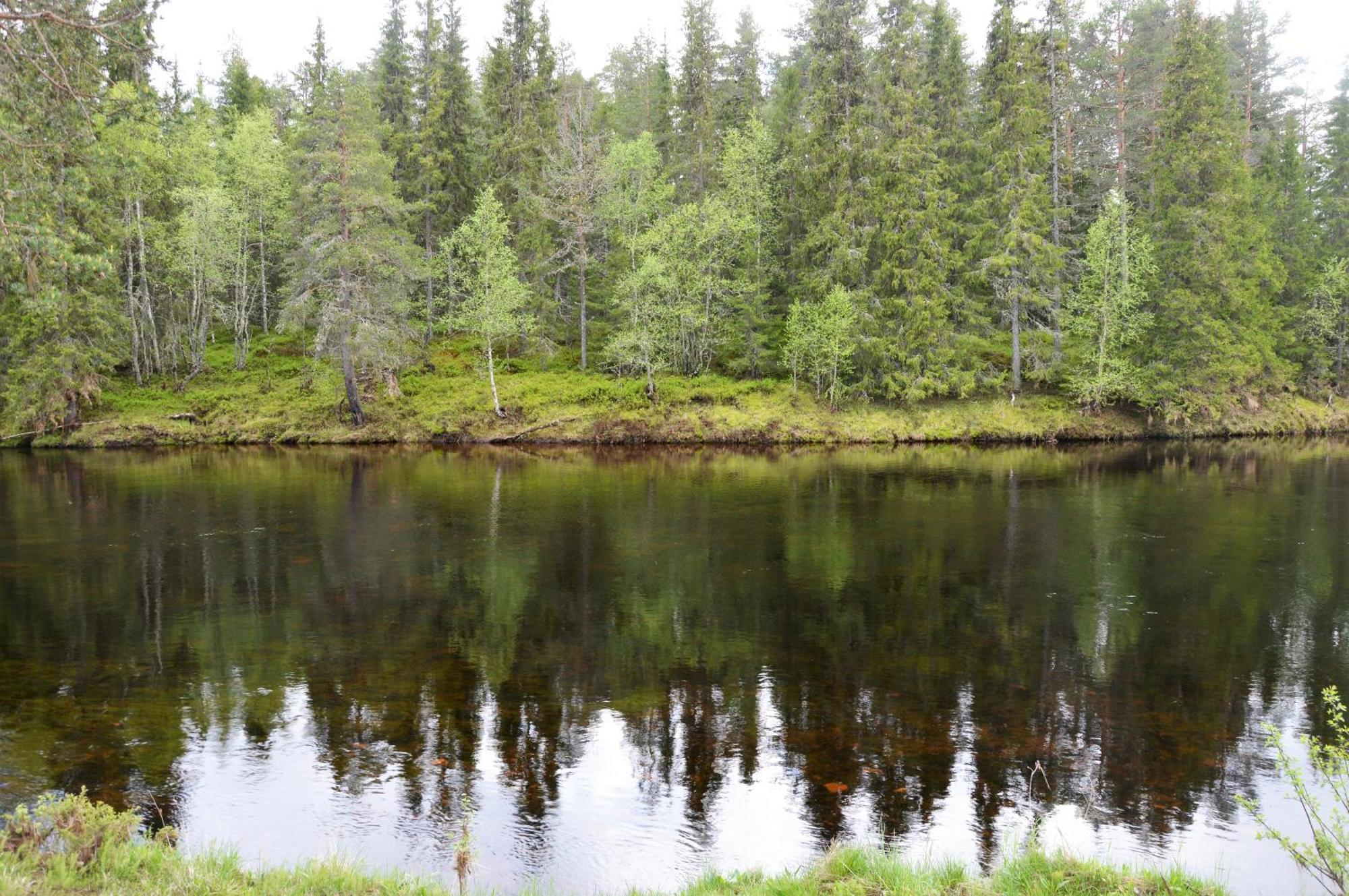 16 - Fulufjellets Nasjonalparker - Natur-, Dyre- Og Fugleopplevelser Ljørdal Buitenkant foto