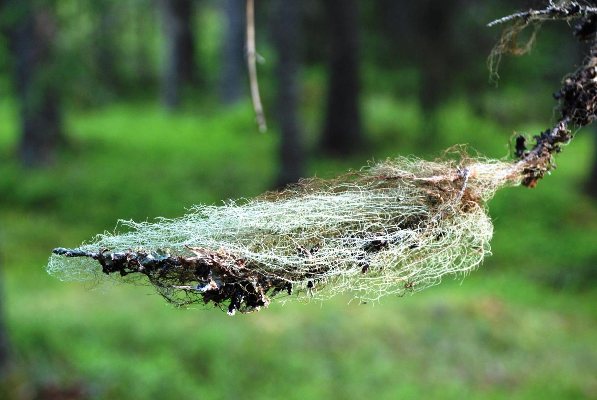 16 - Fulufjellets Nasjonalparker - Natur-, Dyre- Og Fugleopplevelser Ljørdal Buitenkant foto