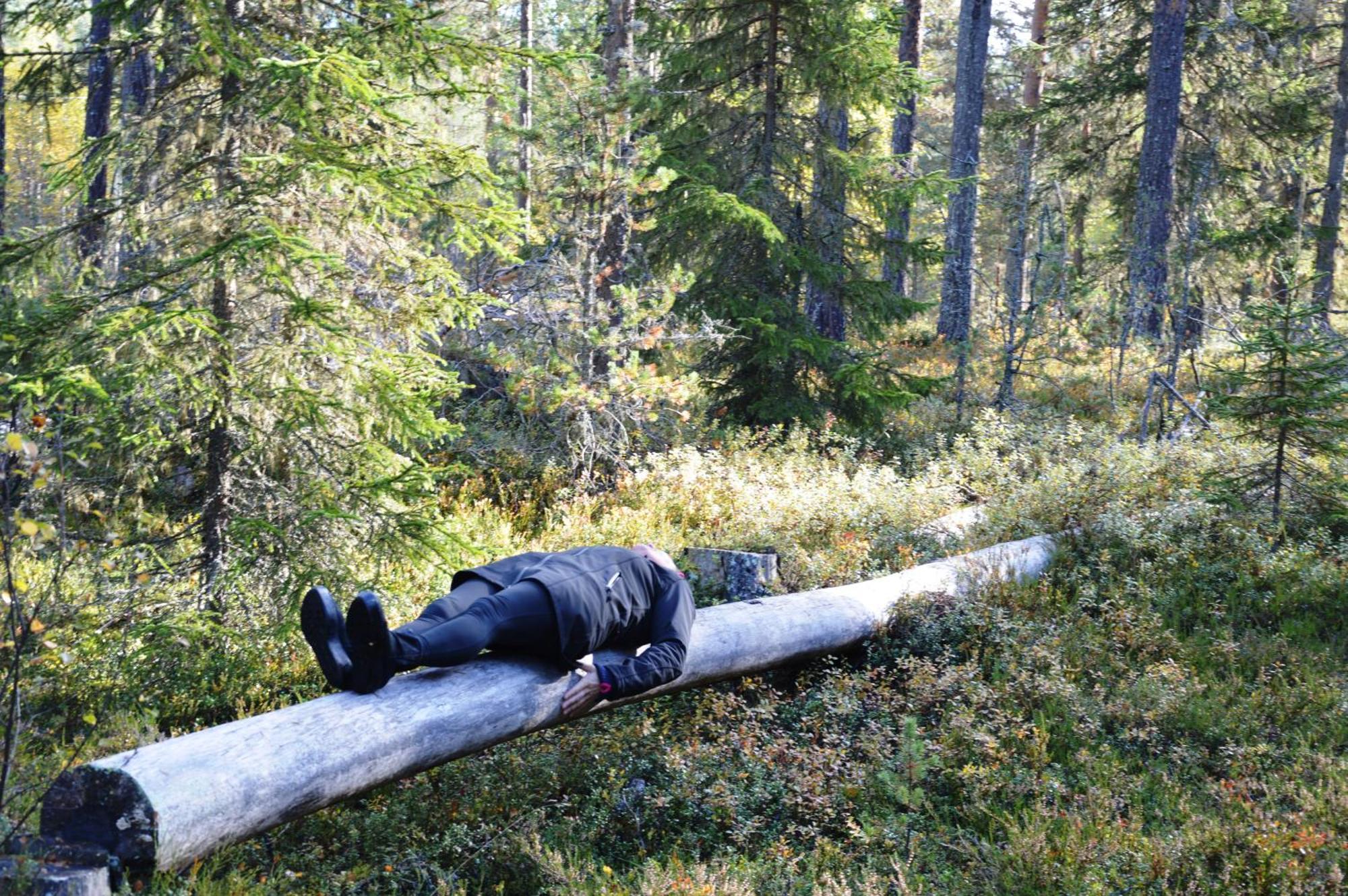 16 - Fulufjellets Nasjonalparker - Natur-, Dyre- Og Fugleopplevelser Ljørdal Buitenkant foto