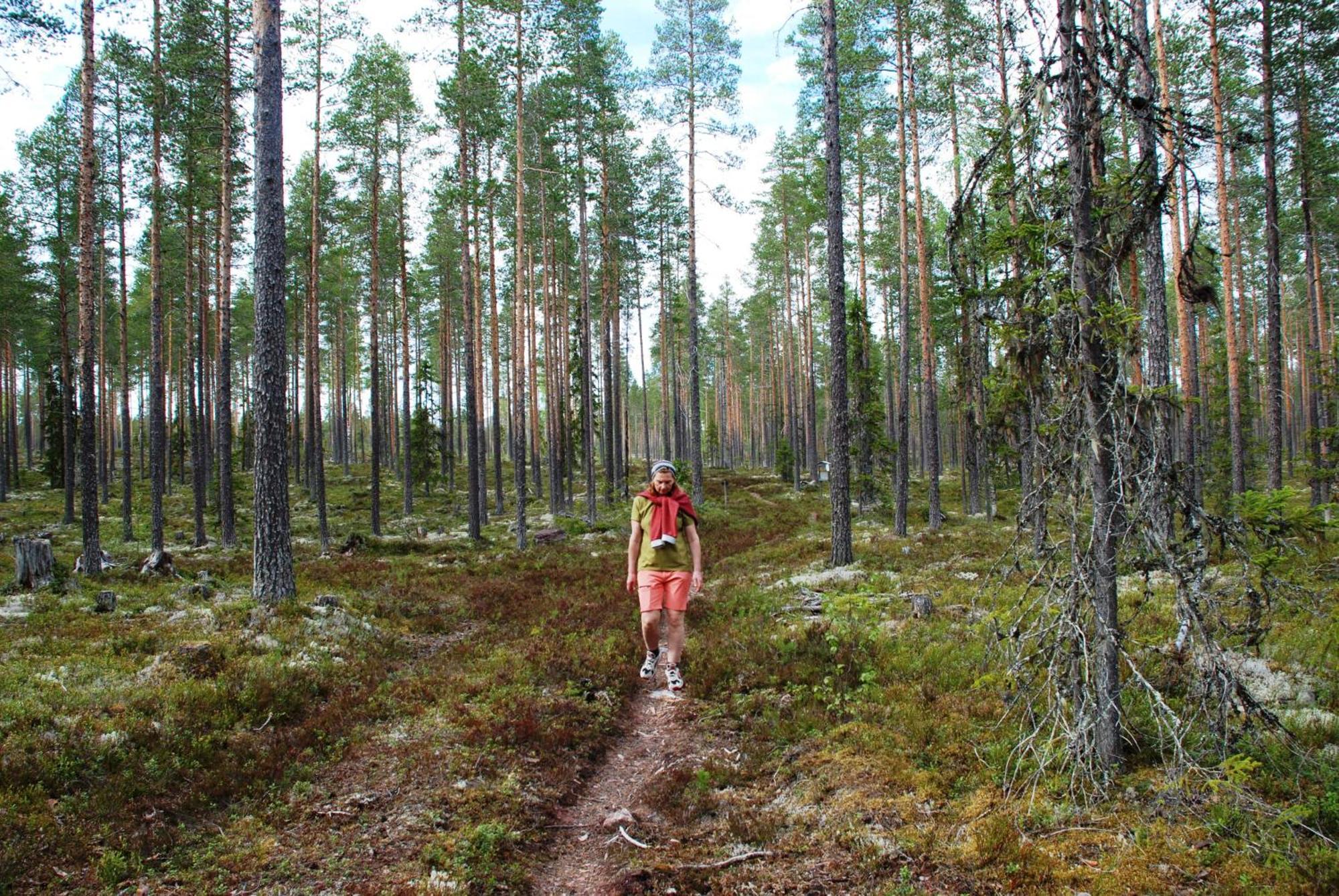 16 - Fulufjellets Nasjonalparker - Natur-, Dyre- Og Fugleopplevelser Ljørdal Buitenkant foto