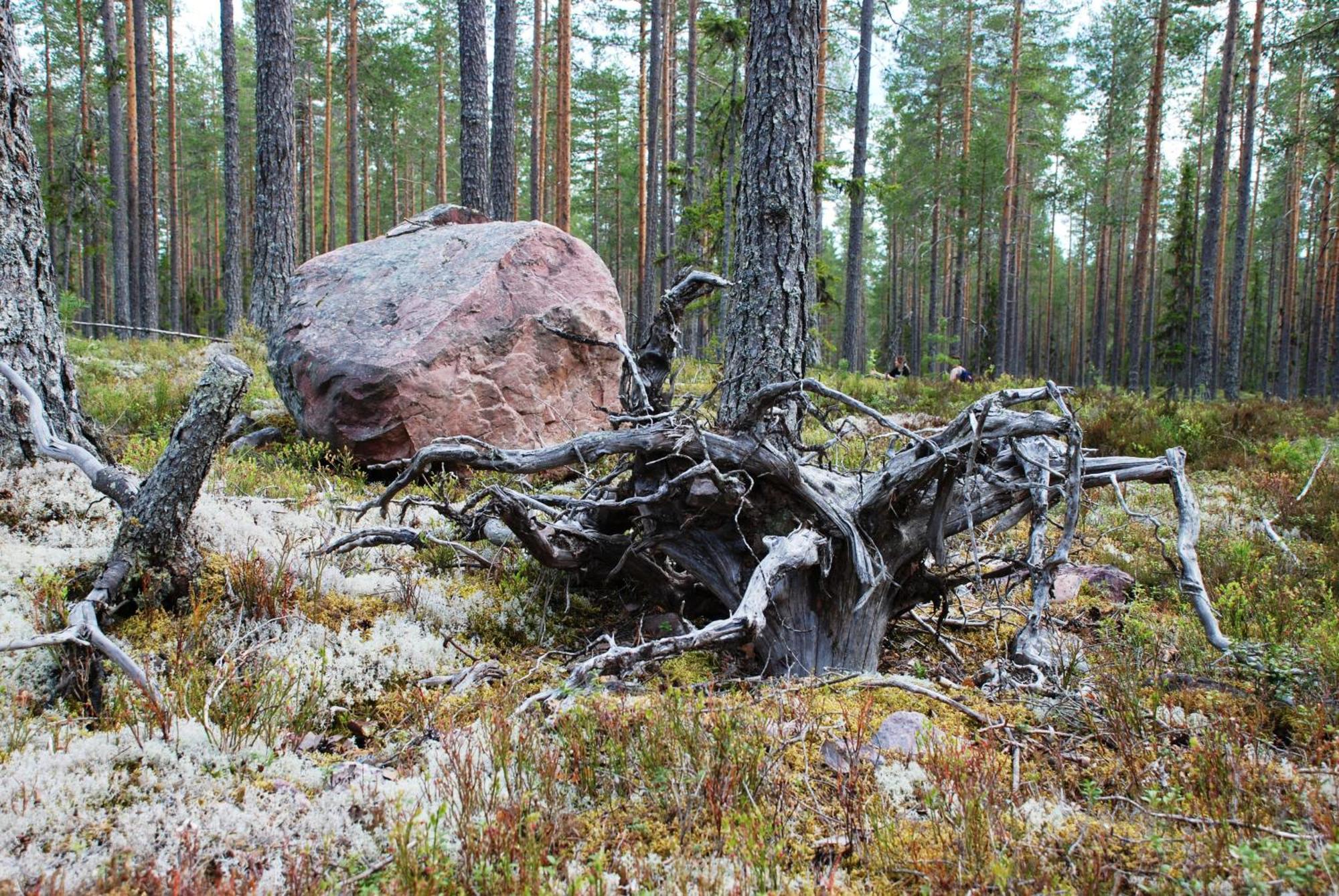 16 - Fulufjellets Nasjonalparker - Natur-, Dyre- Og Fugleopplevelser Ljørdal Buitenkant foto