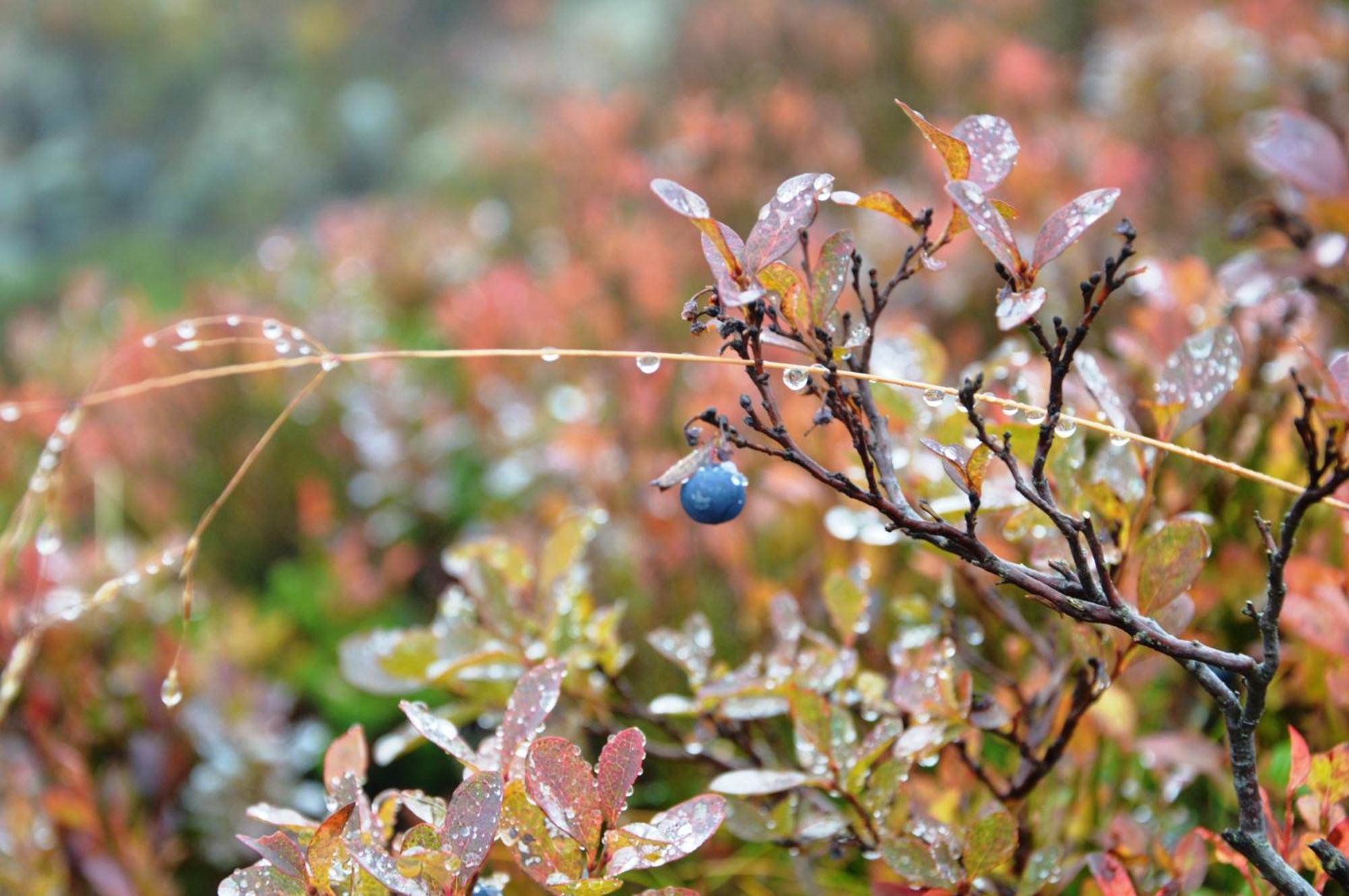 16 - Fulufjellets Nasjonalparker - Natur-, Dyre- Og Fugleopplevelser Ljørdal Buitenkant foto