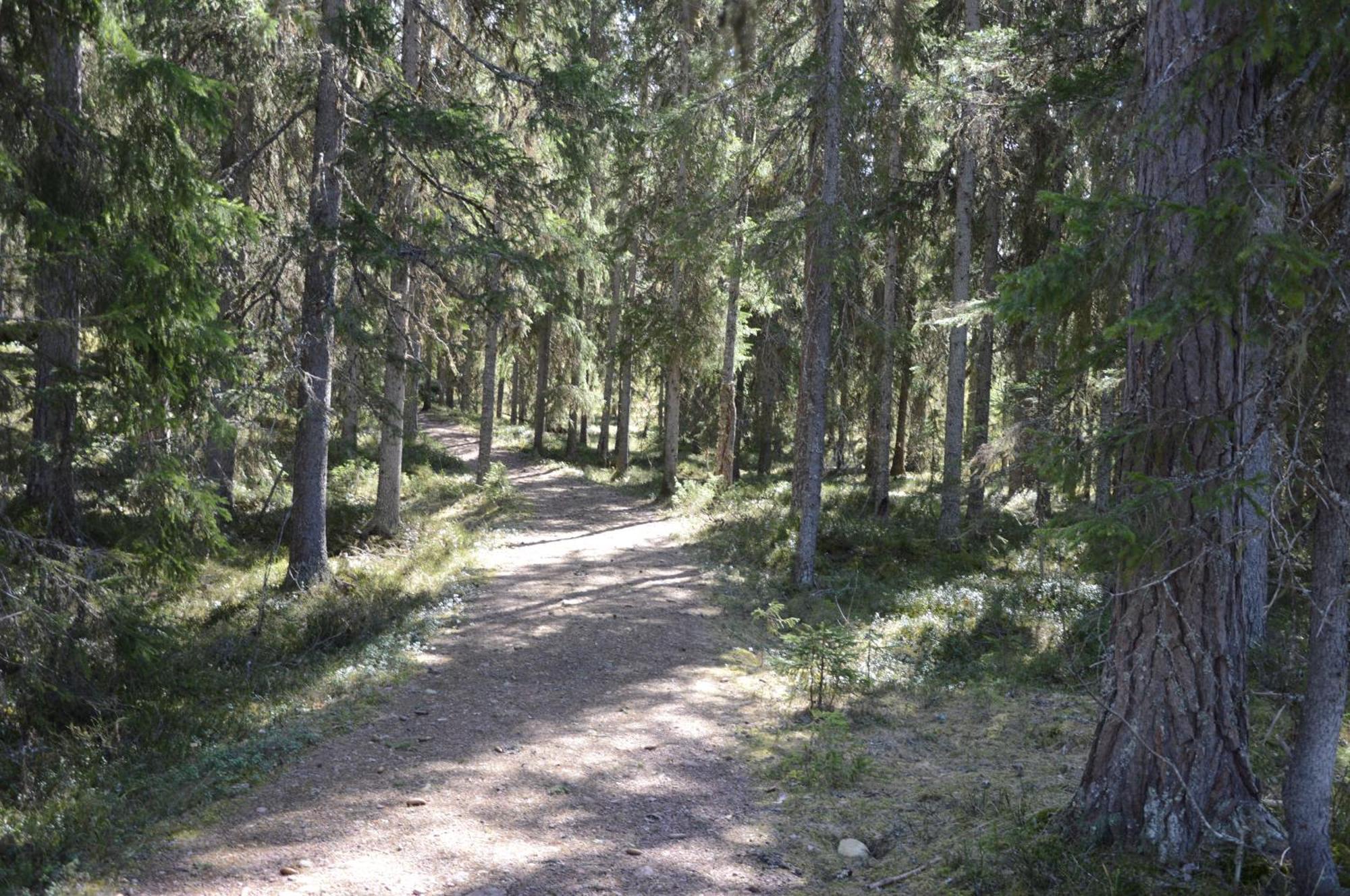 16 - Fulufjellets Nasjonalparker - Natur-, Dyre- Og Fugleopplevelser Ljørdal Buitenkant foto