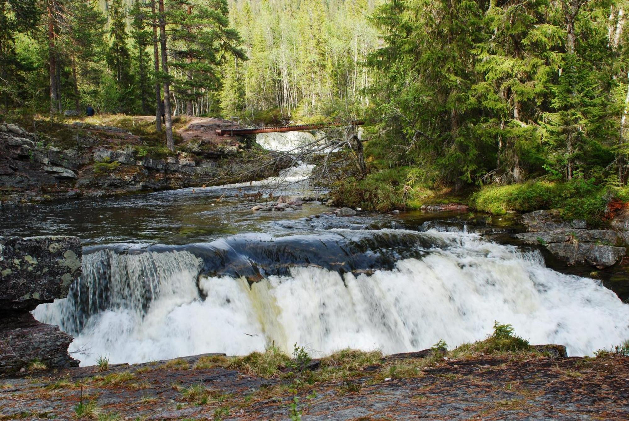 16 - Fulufjellets Nasjonalparker - Natur-, Dyre- Og Fugleopplevelser Ljørdal Buitenkant foto