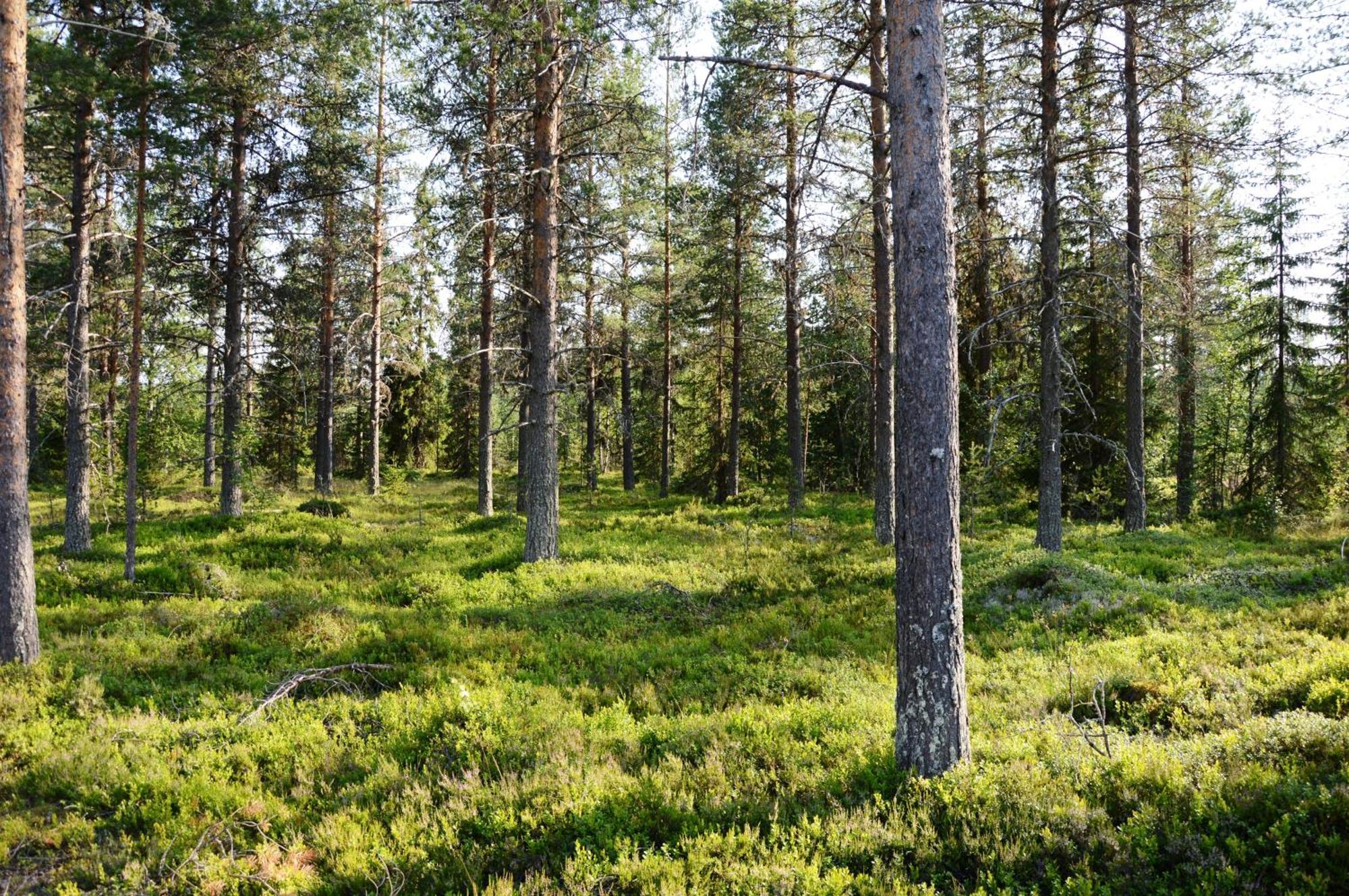 16 - Fulufjellets Nasjonalparker - Natur-, Dyre- Og Fugleopplevelser Ljørdal Buitenkant foto
