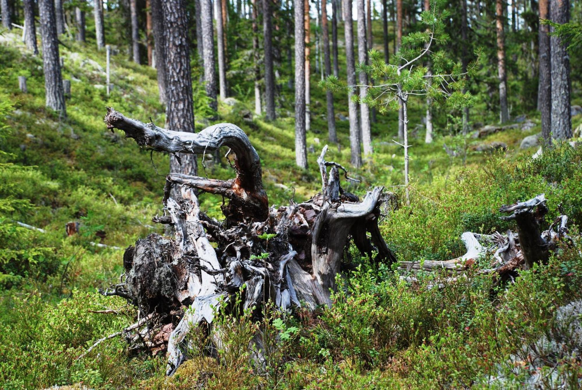 16 - Fulufjellets Nasjonalparker - Natur-, Dyre- Og Fugleopplevelser Ljørdal Buitenkant foto