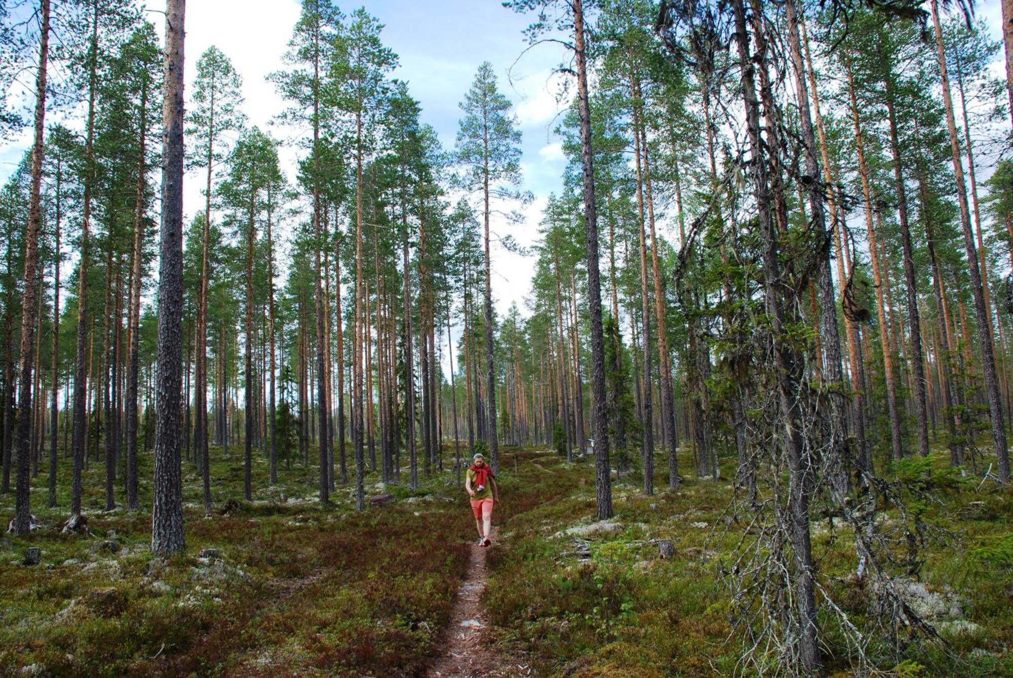 16 - Fulufjellets Nasjonalparker - Natur-, Dyre- Og Fugleopplevelser Ljørdal Buitenkant foto