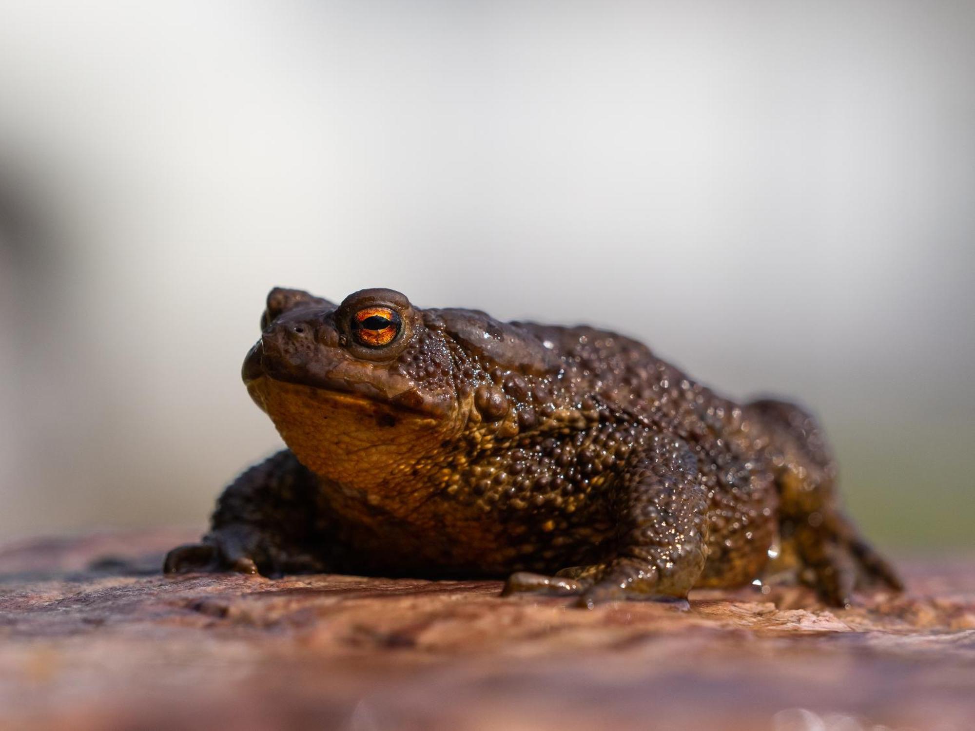 16 - Fulufjellets Nasjonalparker - Natur-, Dyre- Og Fugleopplevelser Ljørdal Buitenkant foto