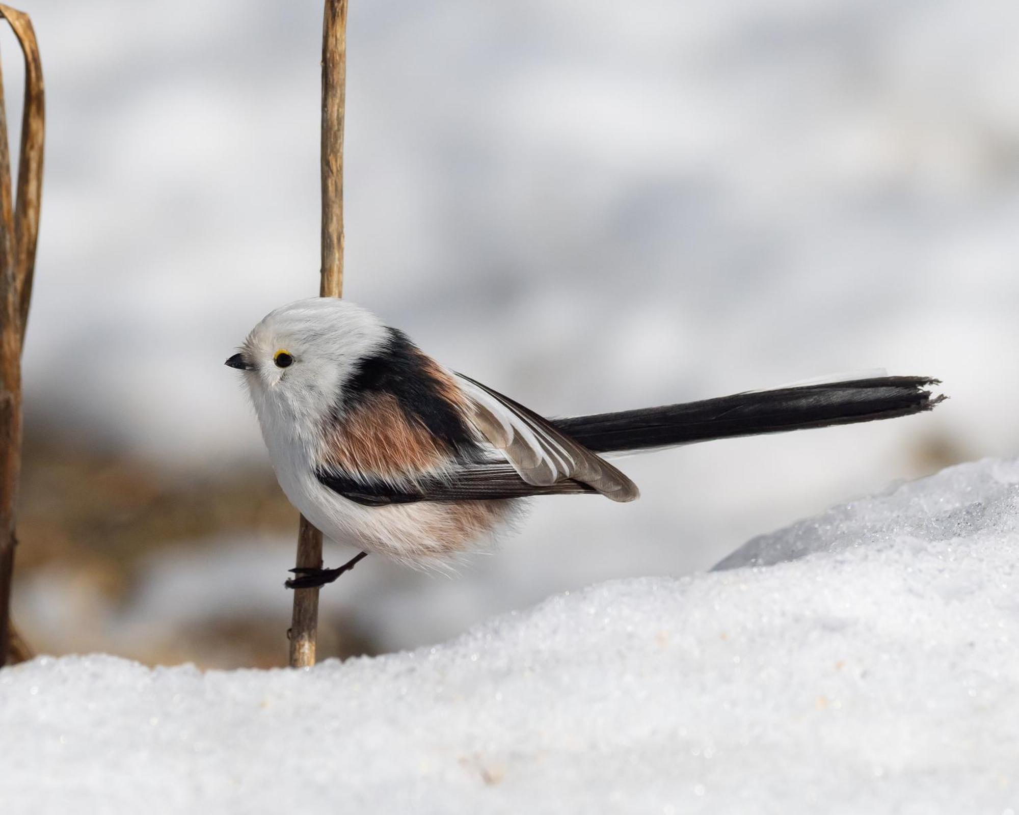 16 - Fulufjellets Nasjonalparker - Natur-, Dyre- Og Fugleopplevelser Ljørdal Buitenkant foto