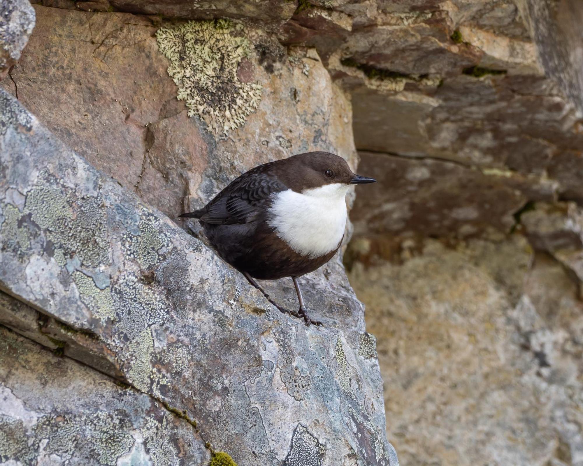 16 - Fulufjellets Nasjonalparker - Natur-, Dyre- Og Fugleopplevelser Ljørdal Buitenkant foto