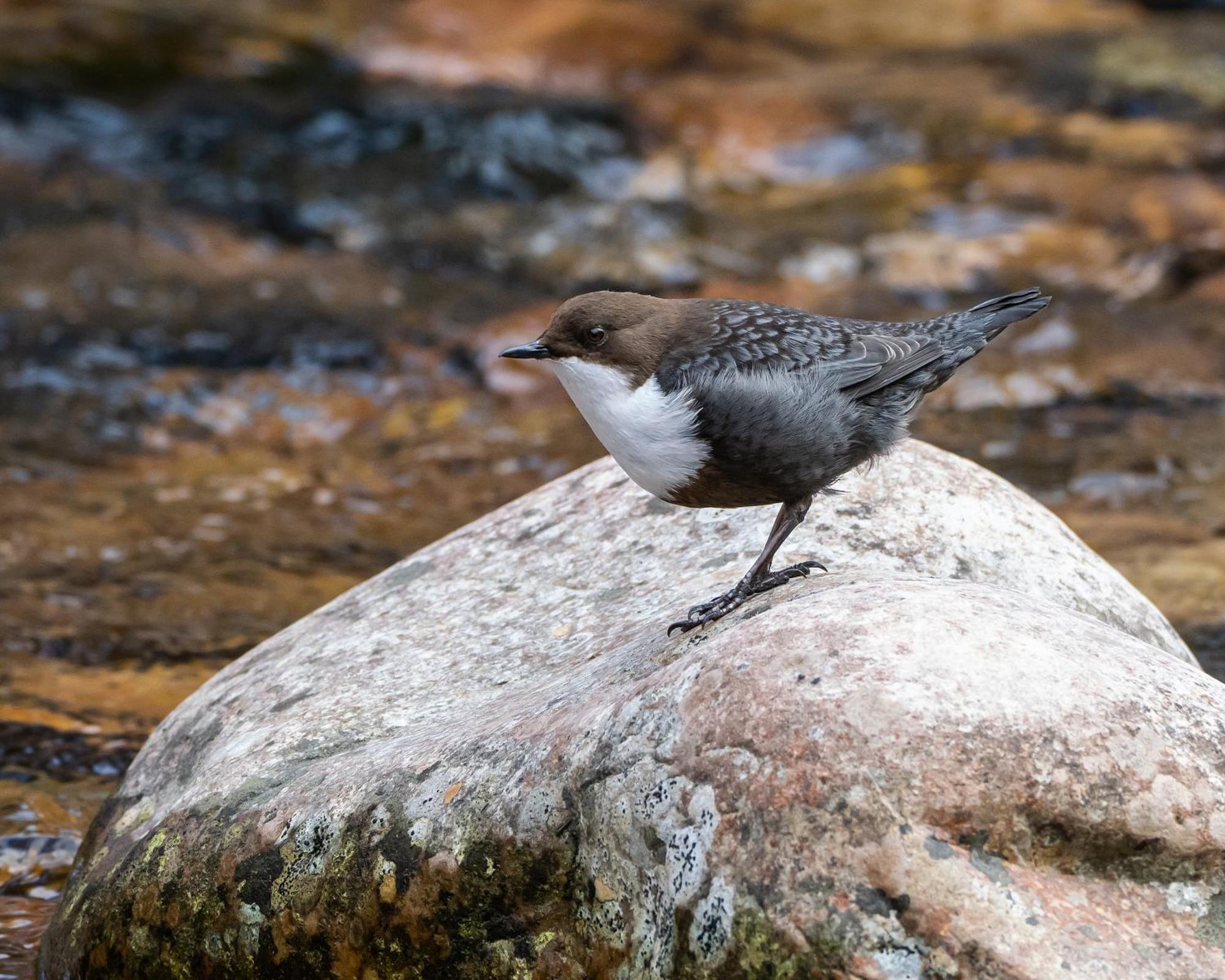 16 - Fulufjellets Nasjonalparker - Natur-, Dyre- Og Fugleopplevelser Ljørdal Buitenkant foto