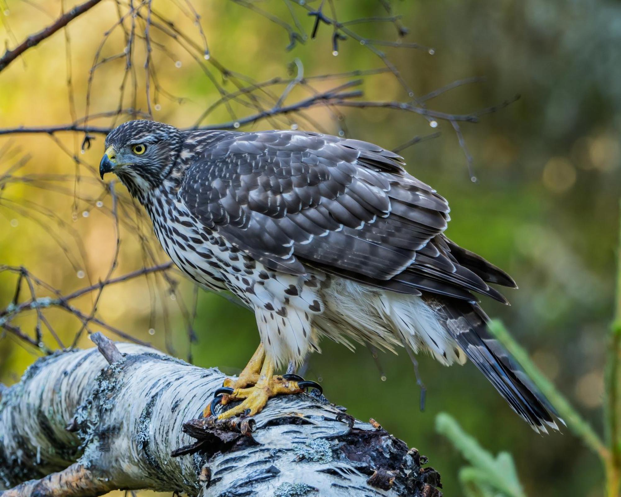 16 - Fulufjellets Nasjonalparker - Natur-, Dyre- Og Fugleopplevelser Ljørdal Buitenkant foto