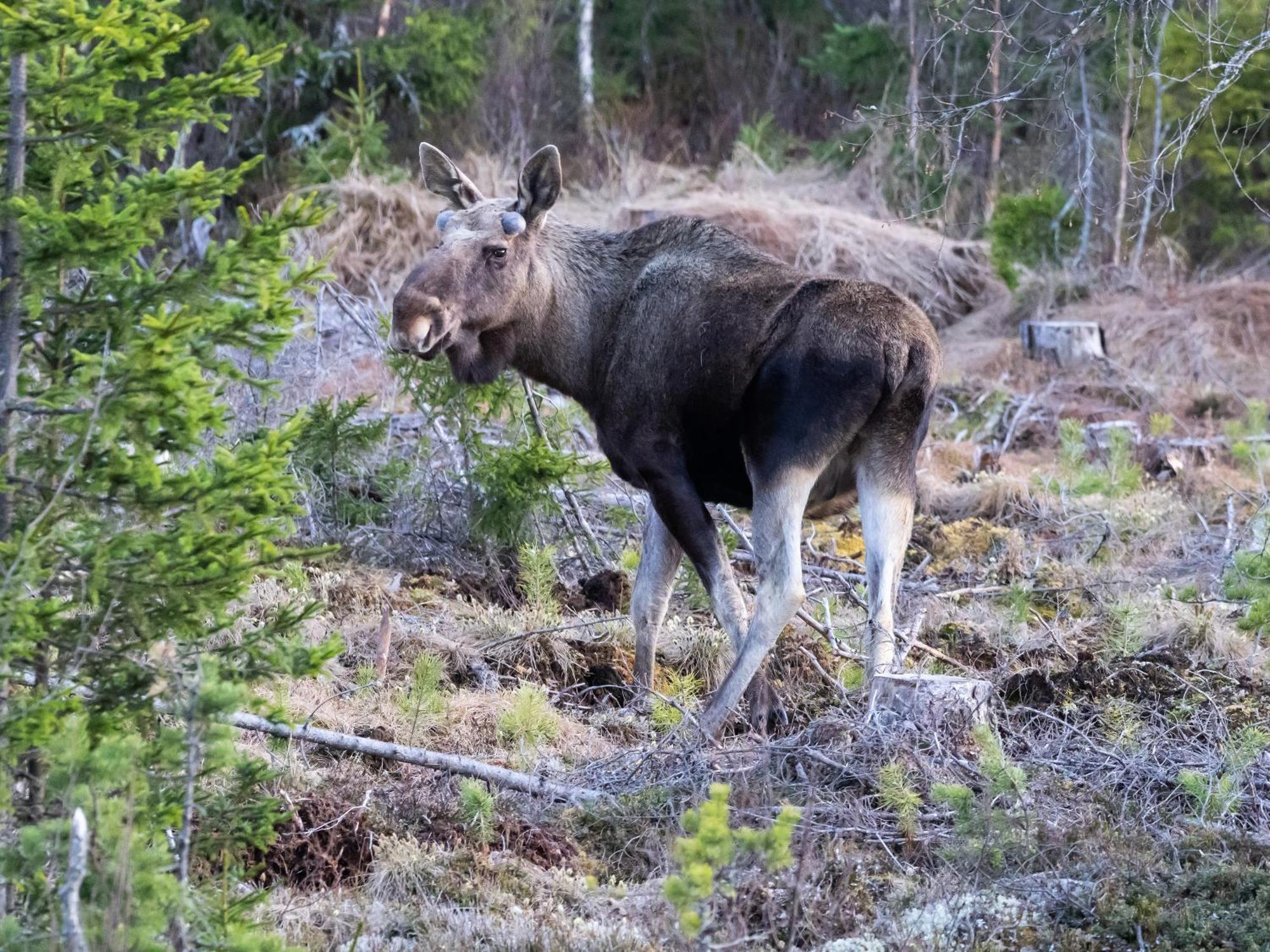 16 - Fulufjellets Nasjonalparker - Natur-, Dyre- Og Fugleopplevelser Ljørdal Buitenkant foto