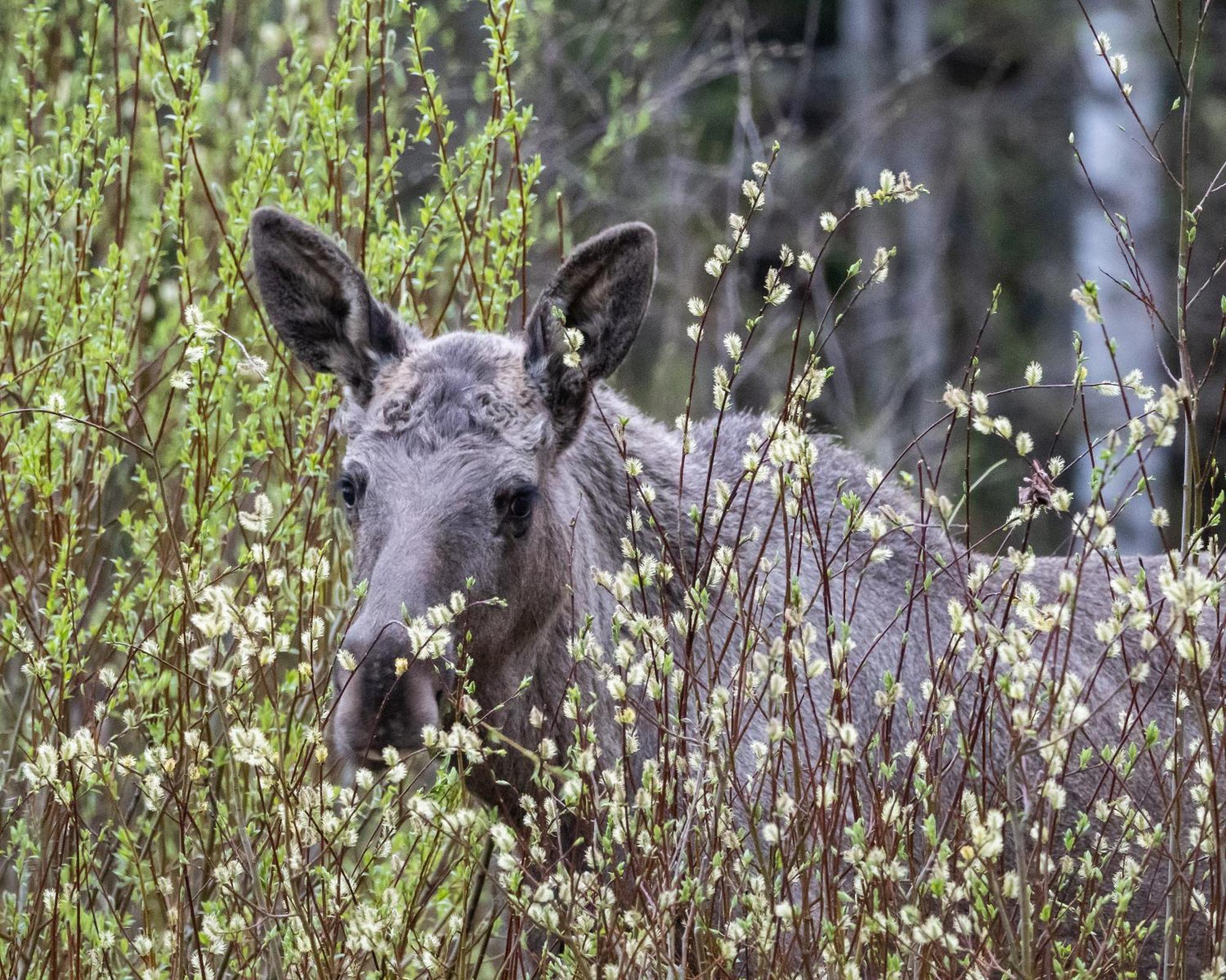 16 - Fulufjellets Nasjonalparker - Natur-, Dyre- Og Fugleopplevelser Ljørdal Buitenkant foto